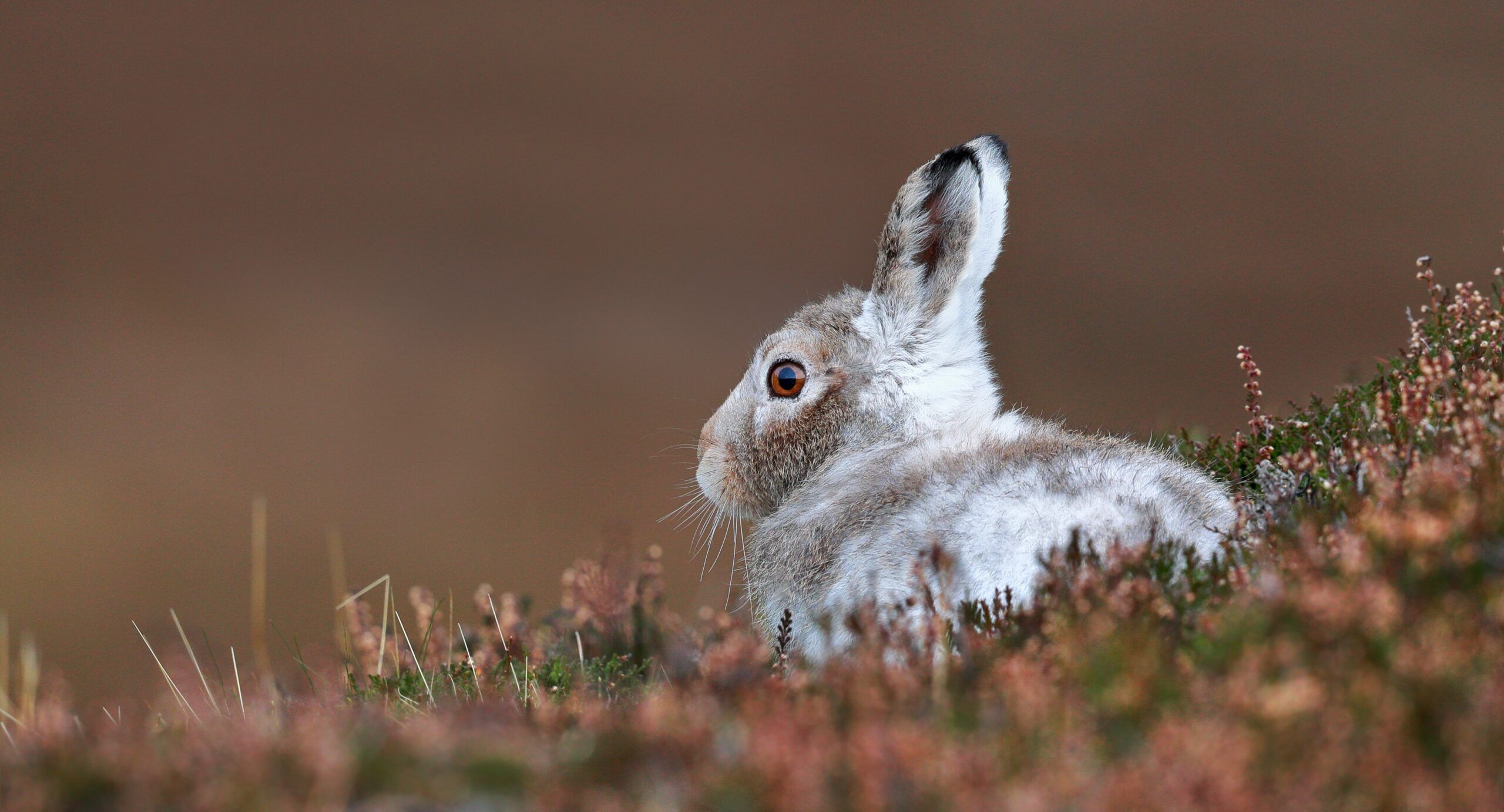 Mountain hare - Mark Medcalf Shutterstock
