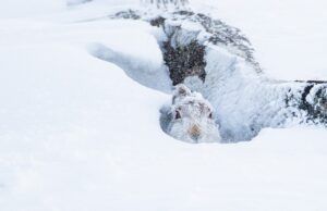 Ten years of monitoring England’s mountain hares - People's Trust for Endangered Species