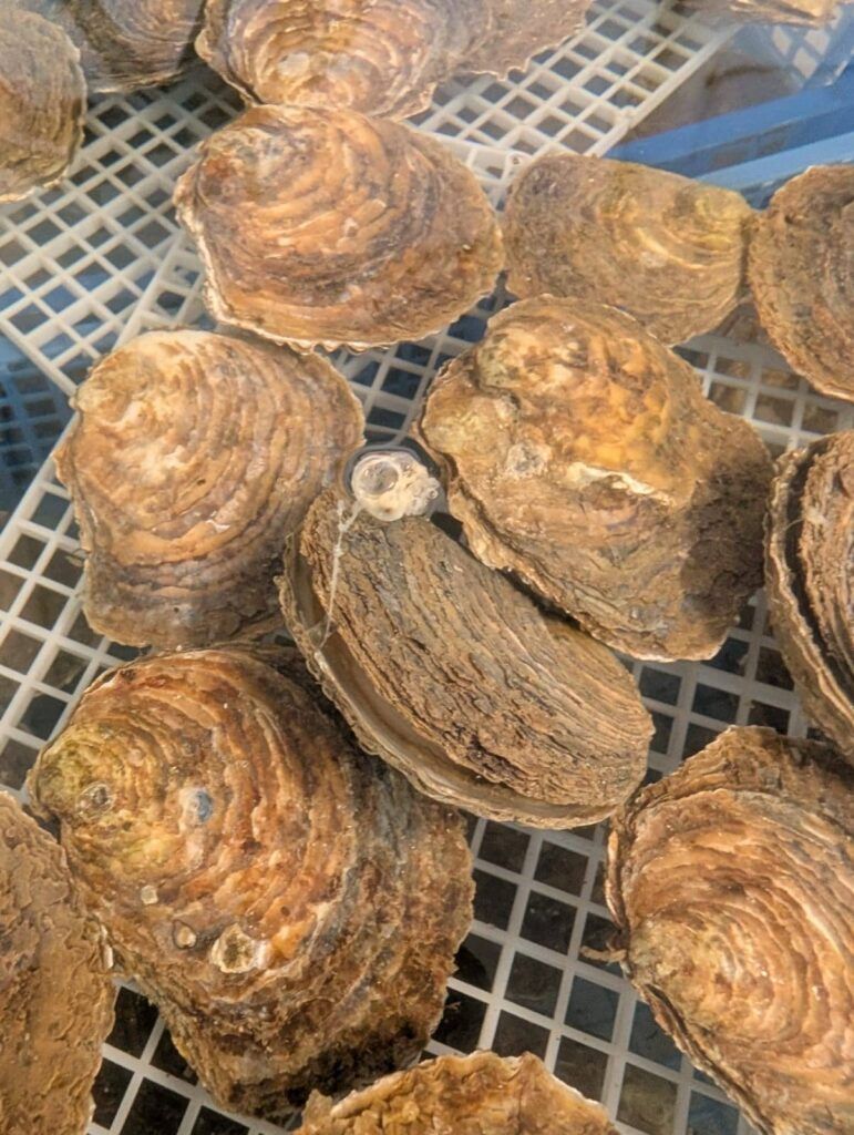 Restoring native oysters in Firth of Forth - People's Trust for Endangered Species