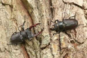 Changes in the stag beetle population of Great Britain - People's Trust for Endangered Species