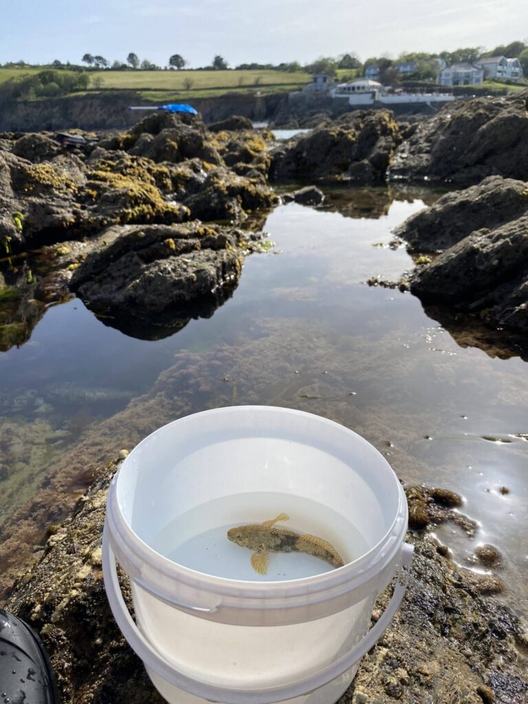 Monitoring giant gobies: understanding how rare fish respond to climate change