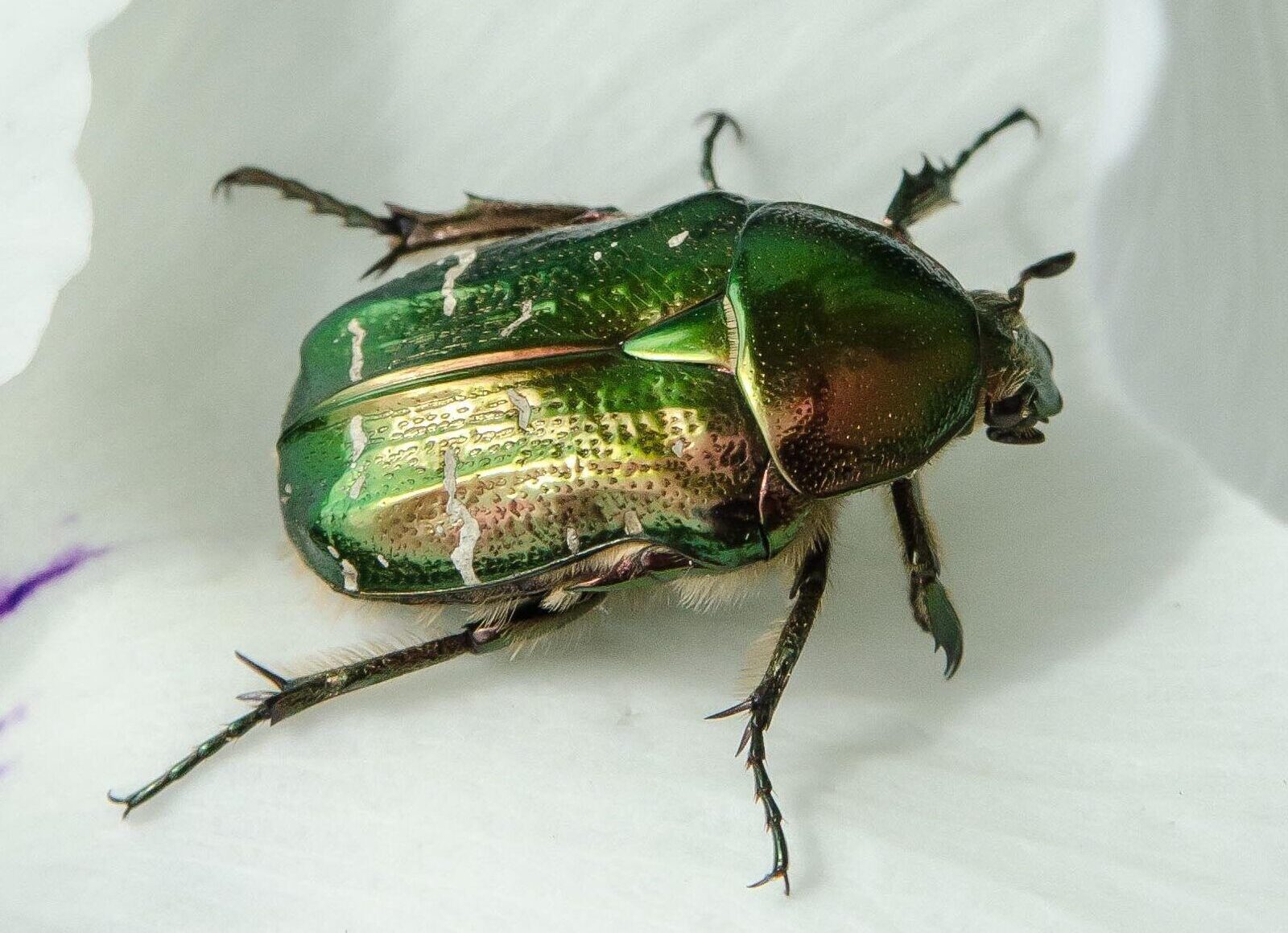 Rose chafer beetle facts - People's Trust for Endangered Species