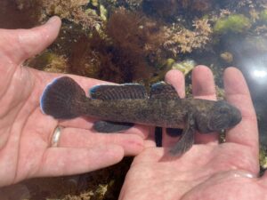 Monitoring giant gobies: understanding how rare fish respond to climate change - People's Trust for Endangered Species