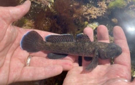 Monitoring giant gobies - People's Trust for Endangered Species