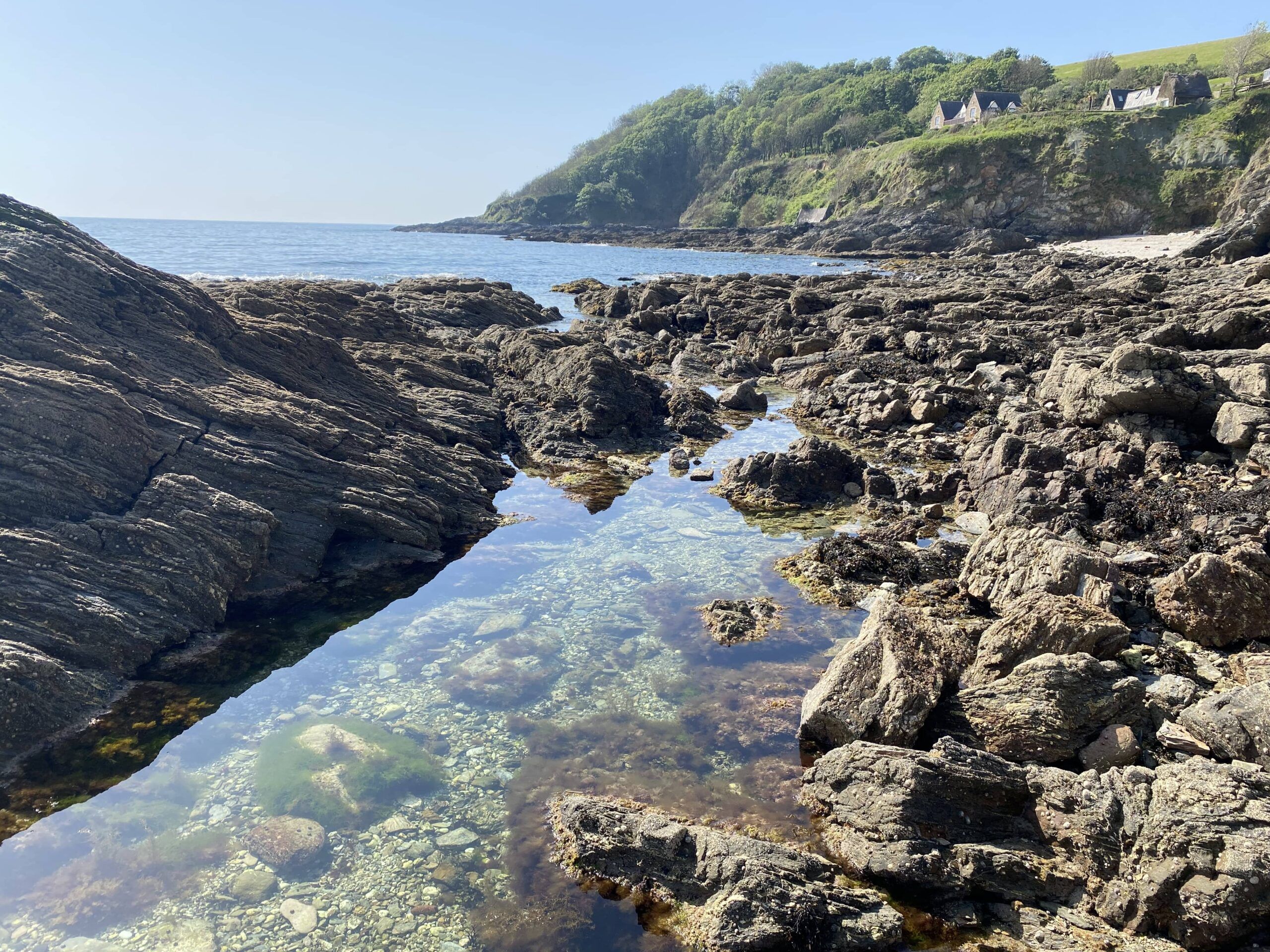 Monitoring giant gobies: understanding how rare fish respond to climate change - People's Trust for Endangered Species