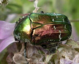 Rose chafer beetle facts - People's Trust for Endangered Species