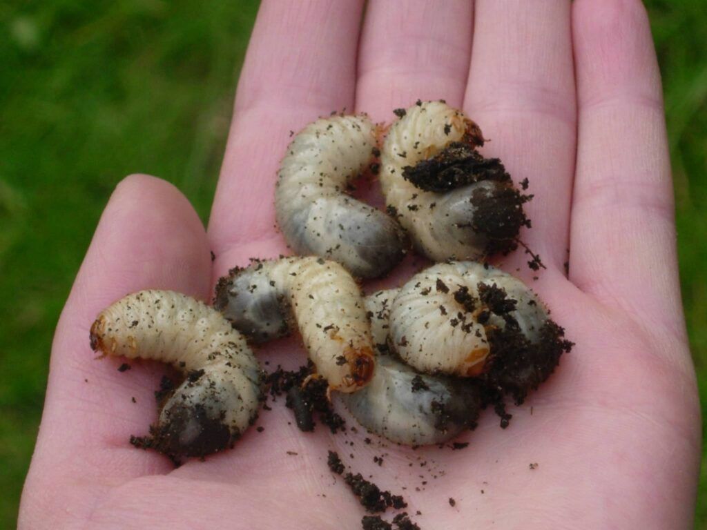 Rose chafer beetle facts