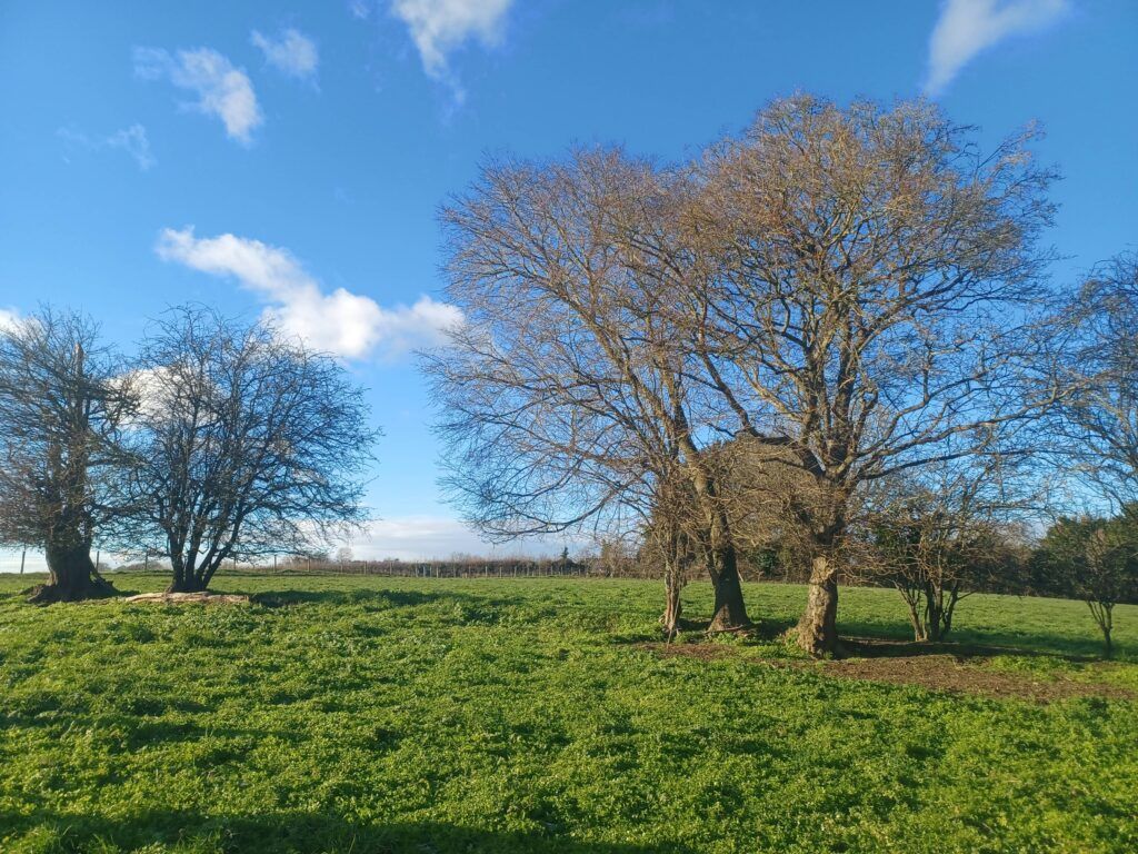 Threats to our hedgerows - People's Trust for Endangered Species