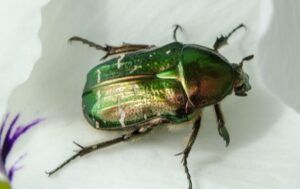 Rose chafer beetle facts - People's Trust for Endangered Species