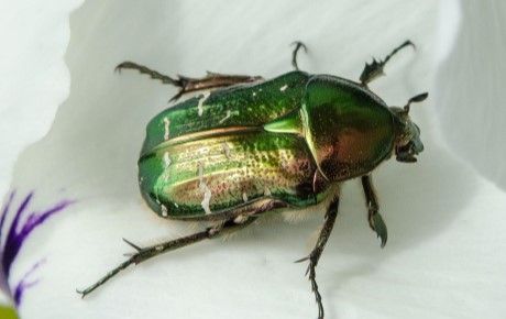 Rose chafer beetle facts - People's Trust for Endangered Species