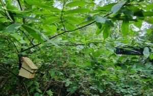Surveying dormice in different habitats - People's Trust for Endangered Species - credit Lorna Griffiths