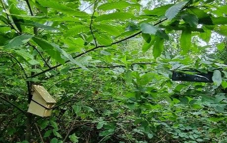 Surveying dormice in different habitats - People's Trust for Endangered Species - credit Lorna Griffiths