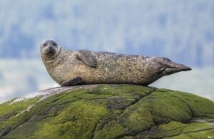 Common_seal_(Phoca_vitulina)_Argyll - People's Trust for Endangered Species