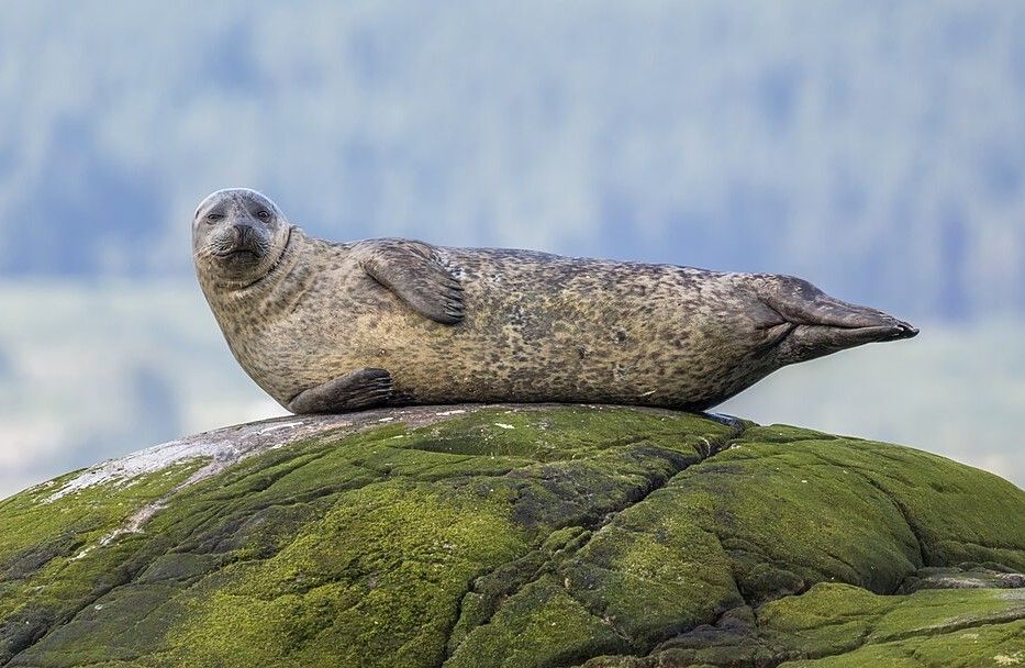 Common_seal_(Phoca_vitulina)_Argyll - People's Trust for Endangered Species