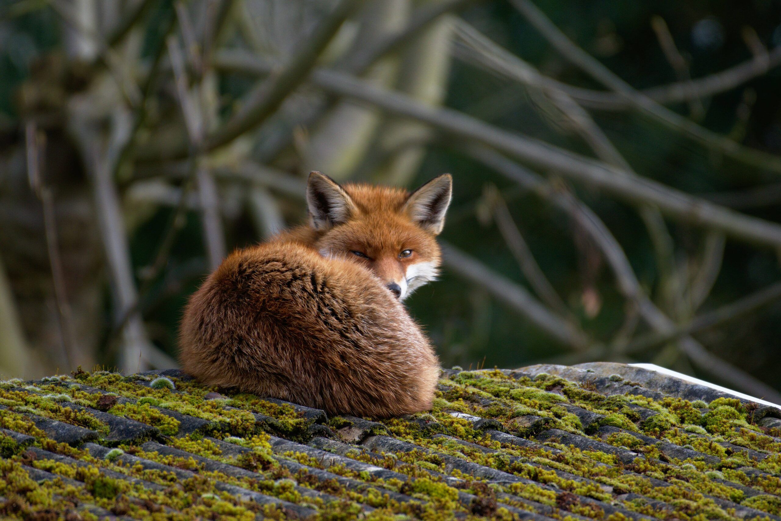 Living with Mammals 2026 - People's Trust for Endangered Species