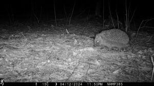 Hedgehogs in Focus - People's Trust for Endangered Species