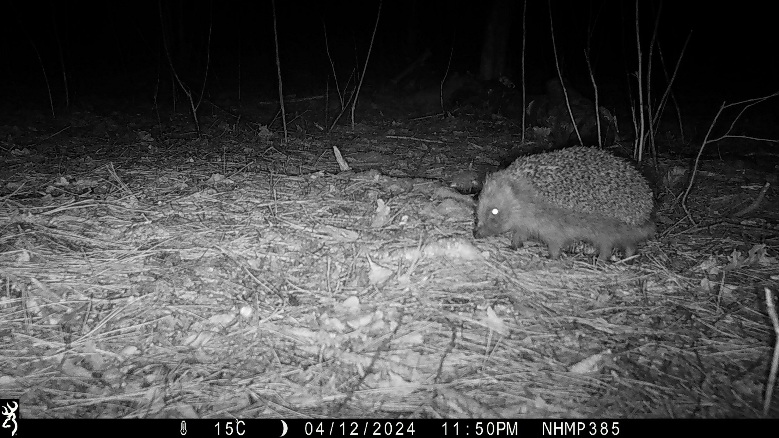 Hedgehogs in Focus - People's Trust for Endangered Species Hedgehogs in Focus - People's Trust for Endangered Species