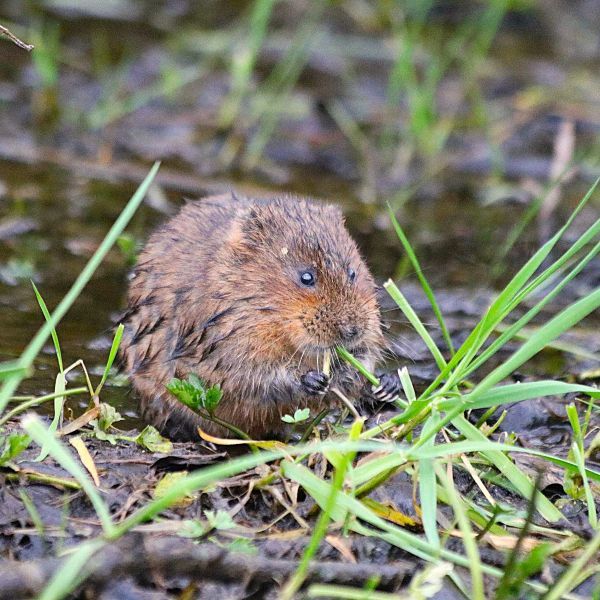 water vole