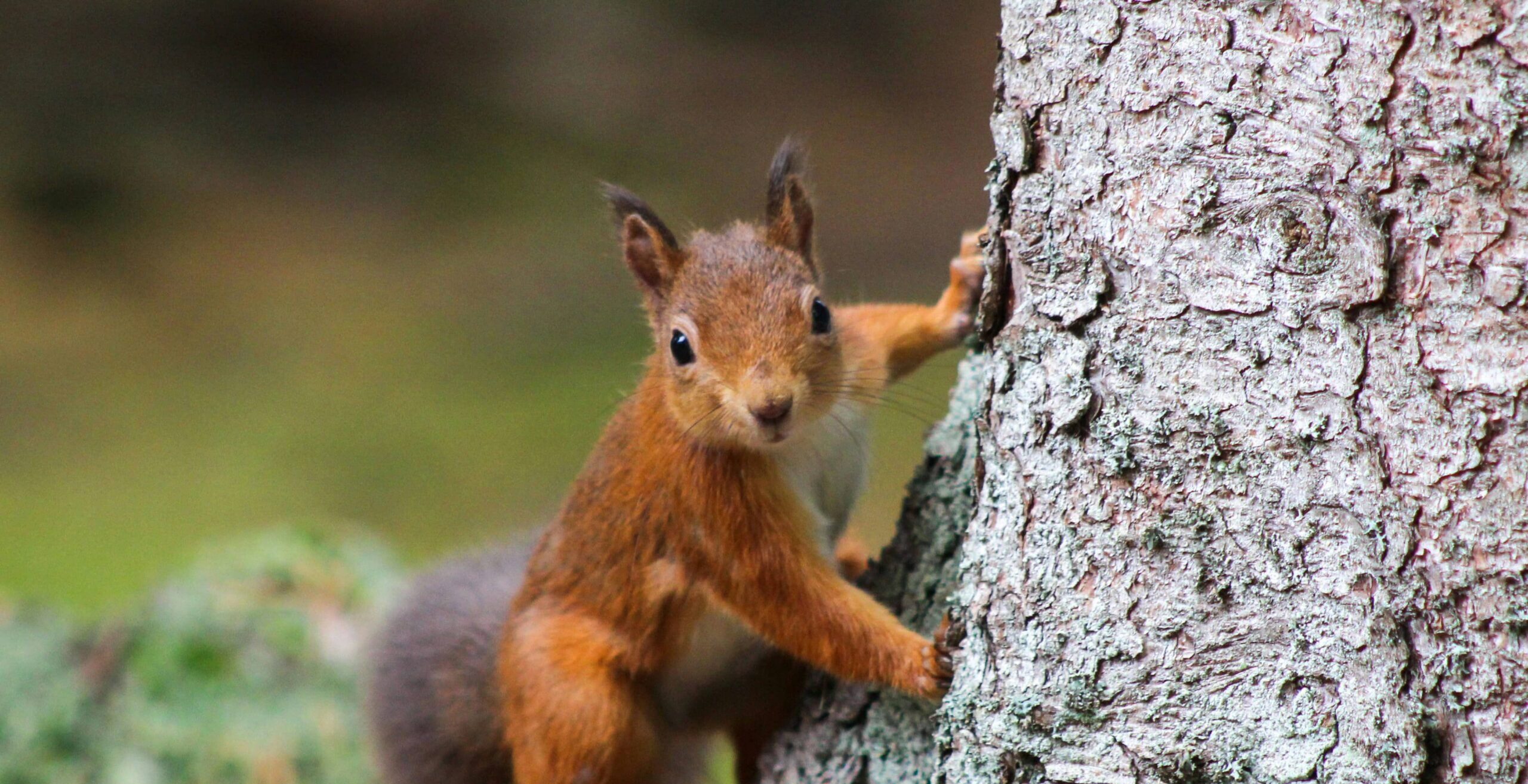 pearse-o-halloran - Help protect wildlife for future generations this Remember A Charity Week