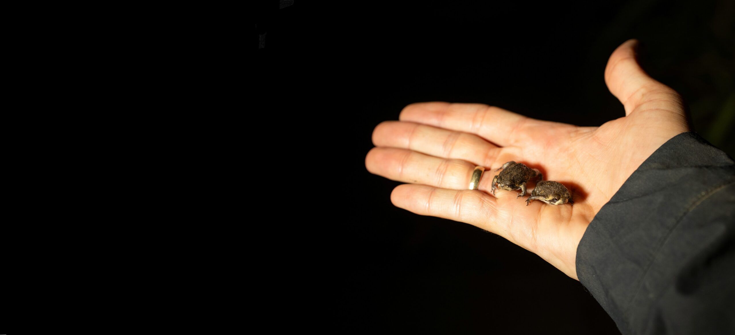 Bilbos rain frogs - credit Tiaan Botha