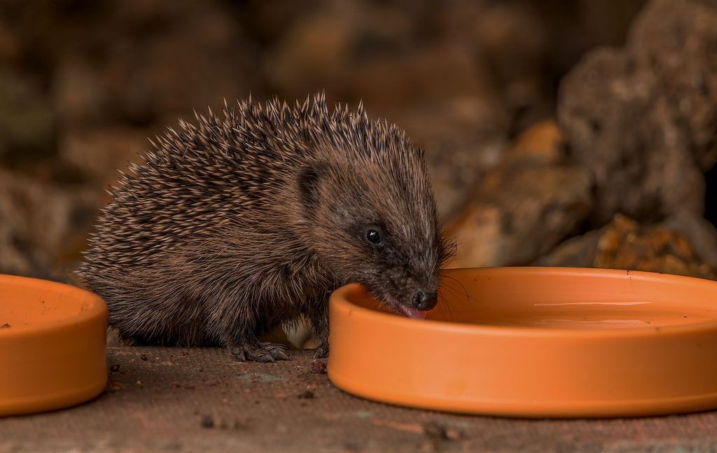 Changing times: How climate change is affecting UK wildlife