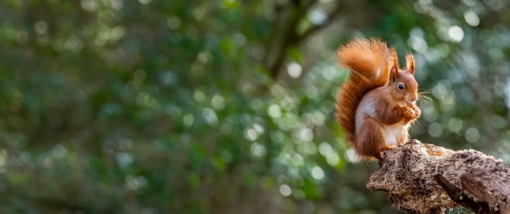 Droma from Saving Wildcats. People's Trust for Endangered Species