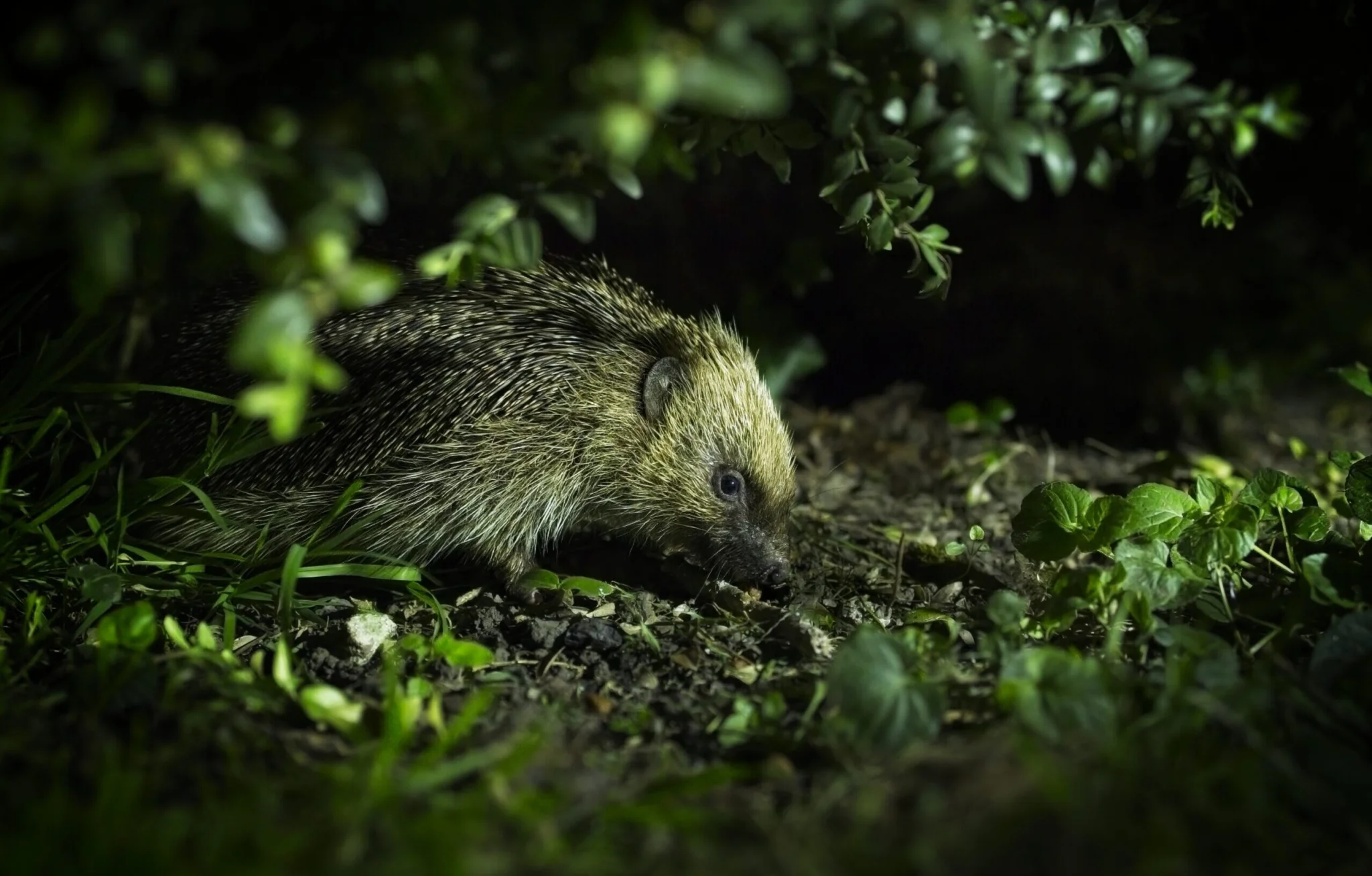 Farnsfield hedgehog. National Hedgehog Monitoring Programme. People's Trust for Endangered Species.